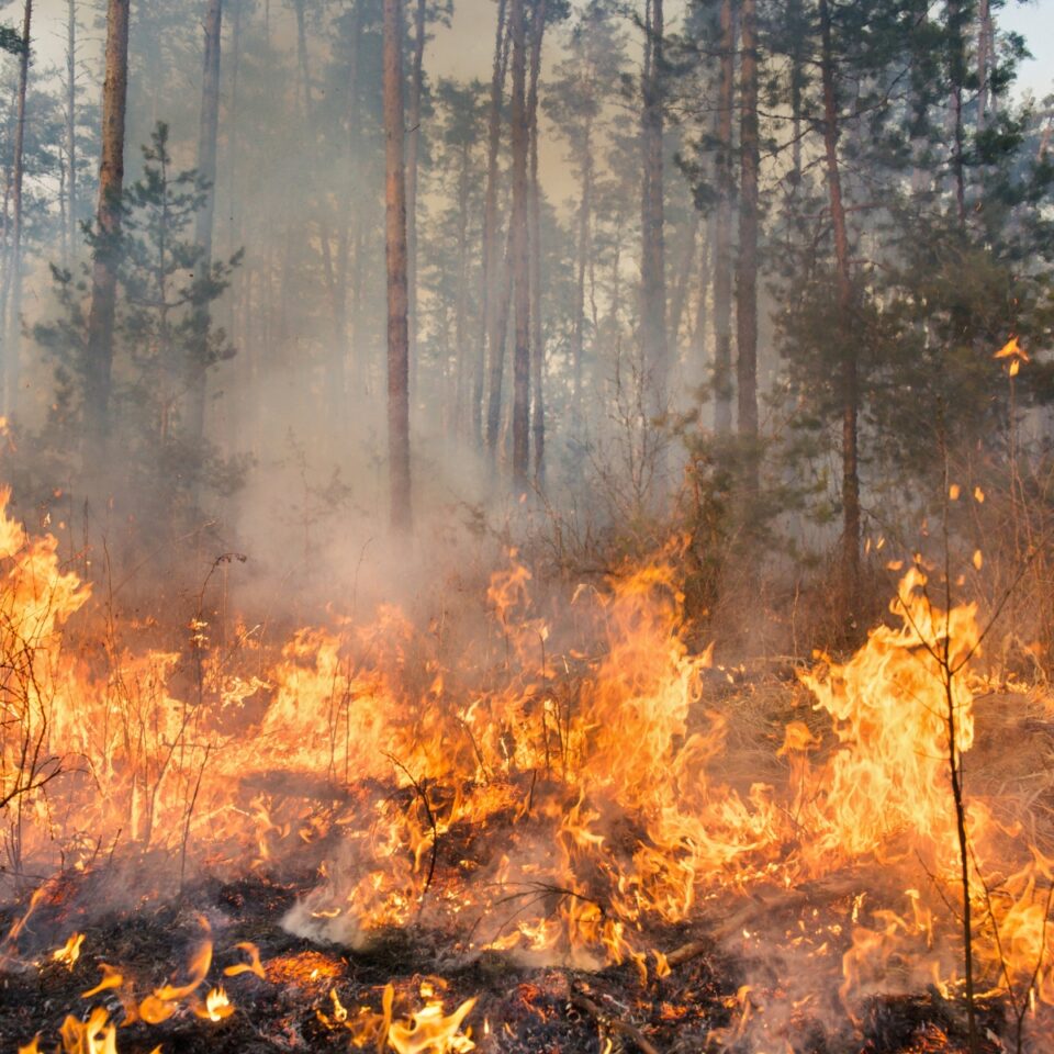 1200x1200IMAGincendio